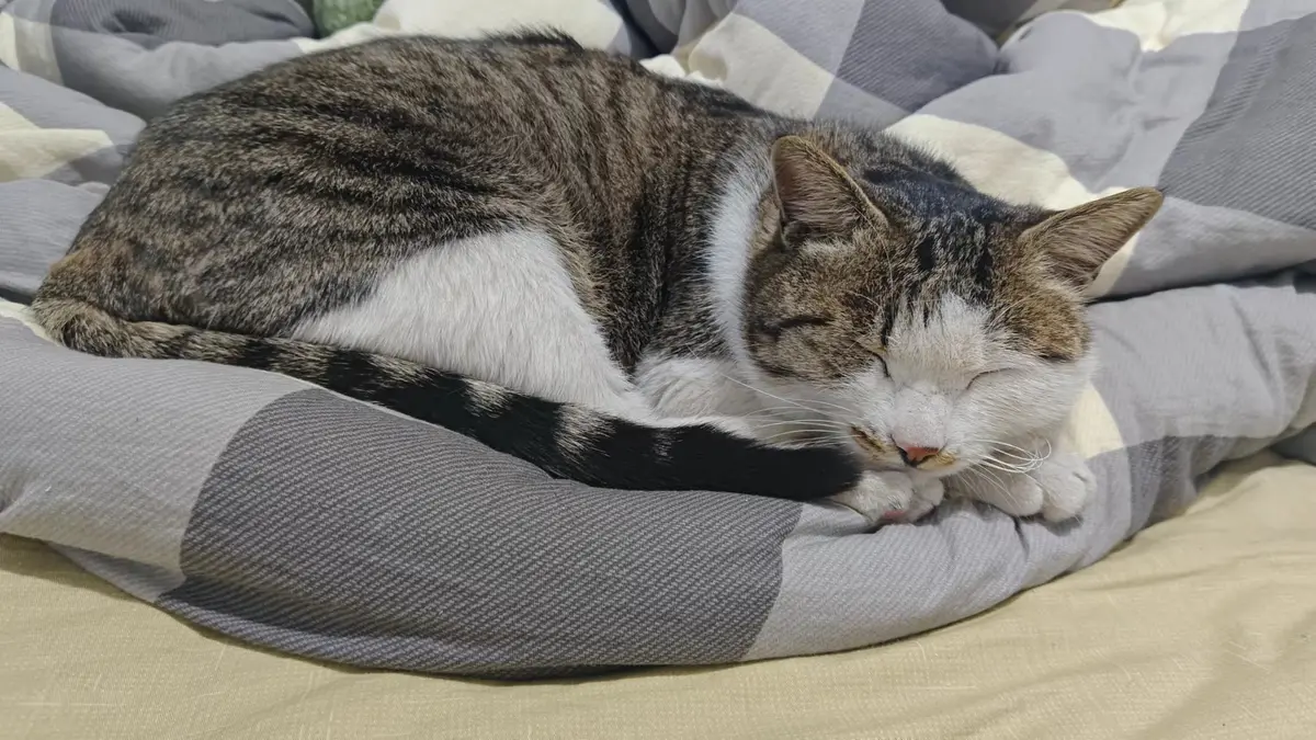 猫.jpg